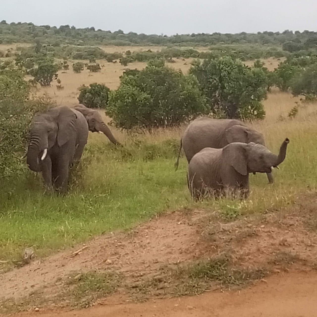 Elephant Family